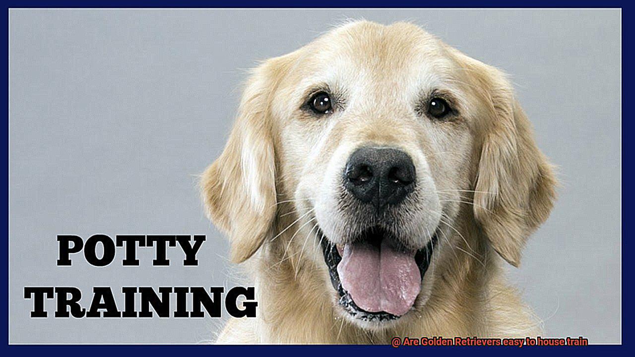 Are Golden Retrievers easy to house train-4