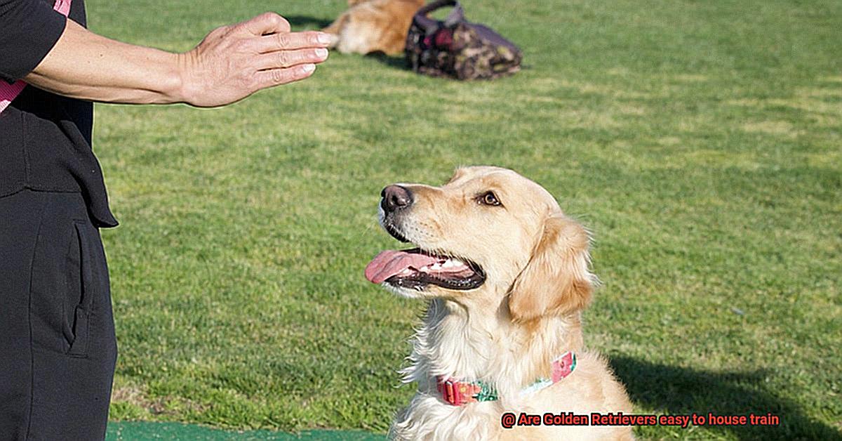 Are Golden Retrievers easy to house train-2