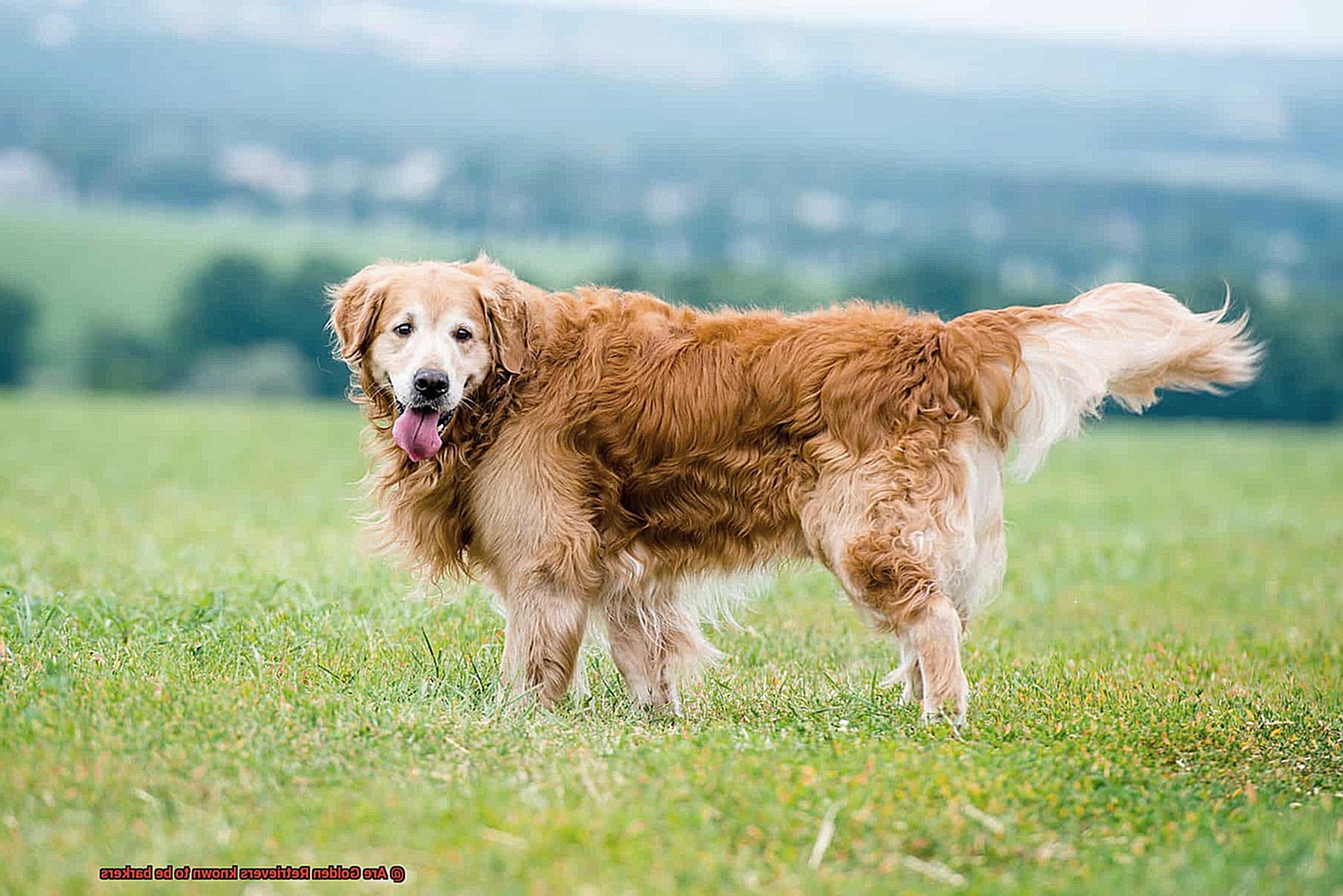 Are Golden Retrievers known to be barkers-3