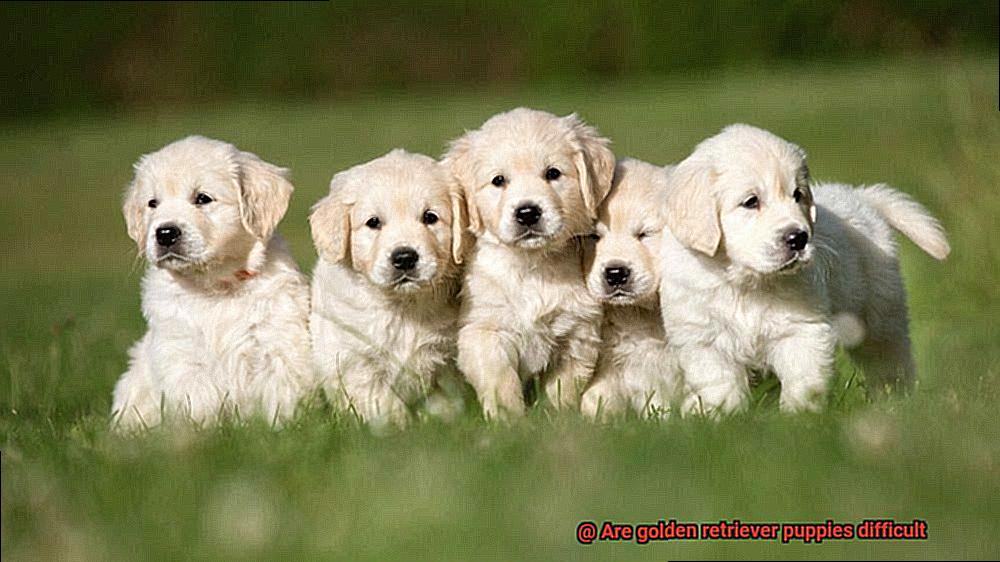 Are golden retriever puppies difficult-2