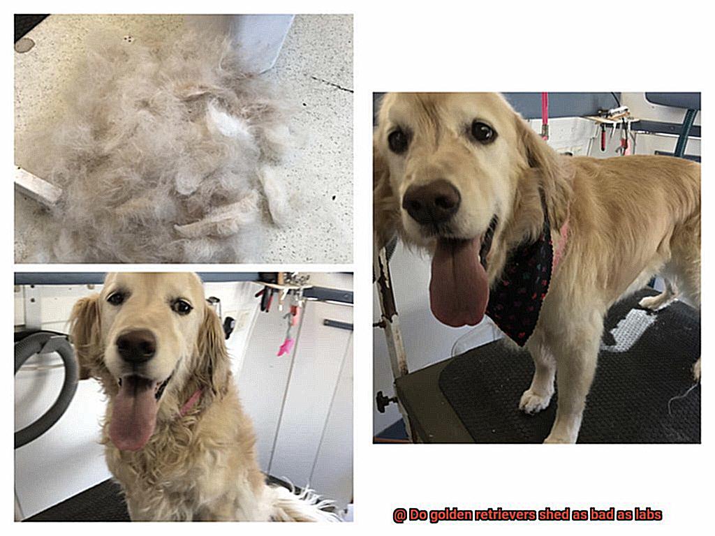 Do golden retrievers shed as bad as labs-3