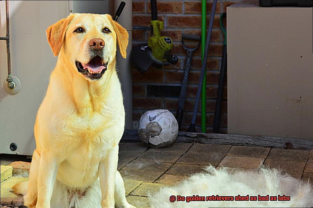 Do golden retrievers shed as bad as labs-4