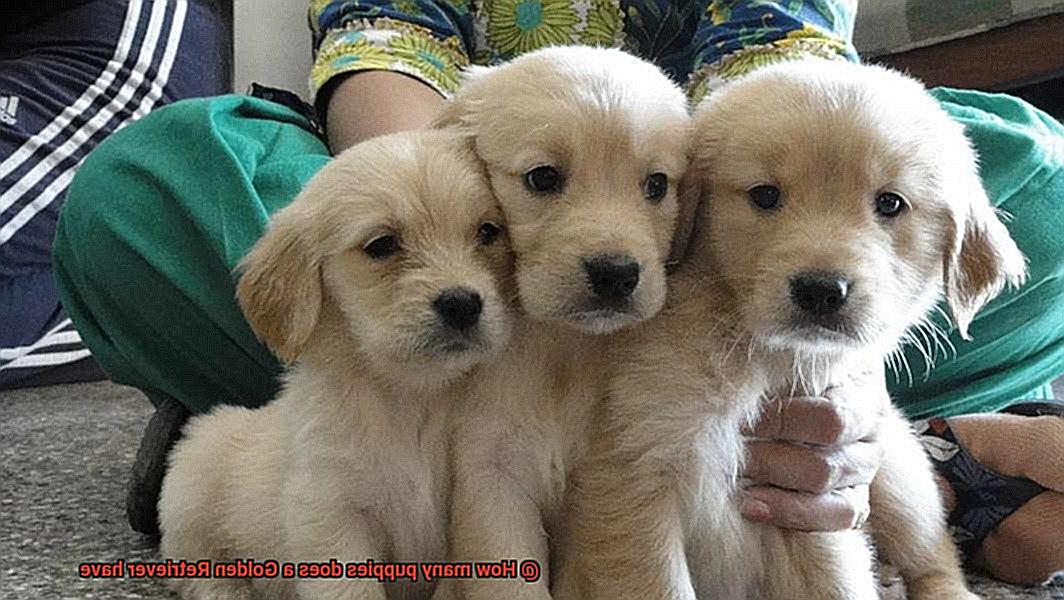 How many puppies does a Golden Retriever have-2