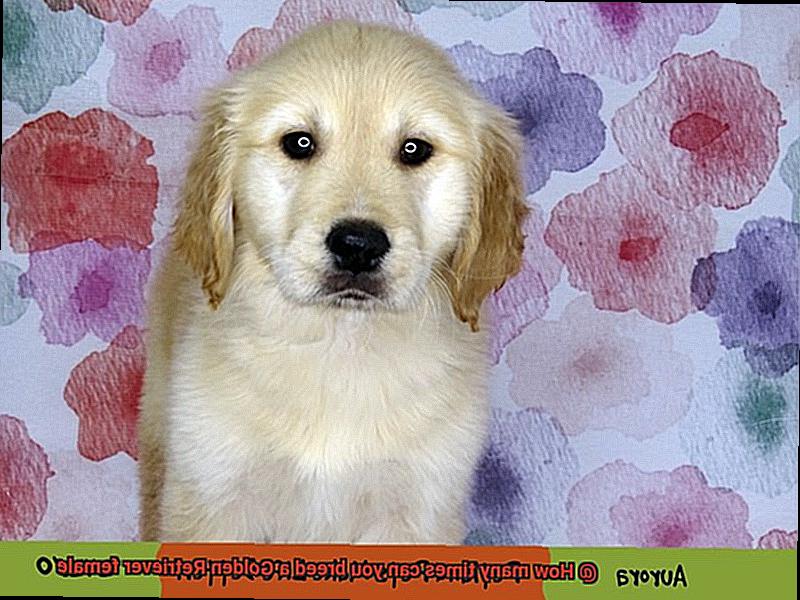 How many times can you breed a Golden Retriever female-2