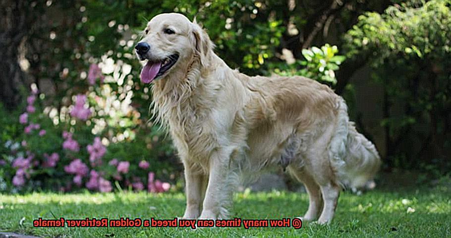 How many times can you breed a Golden Retriever female-4
