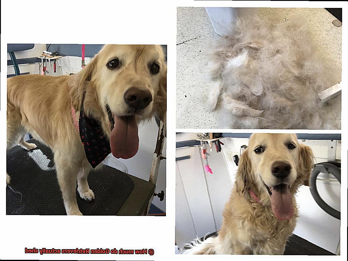 How much do Golden Retrievers actually shed-6