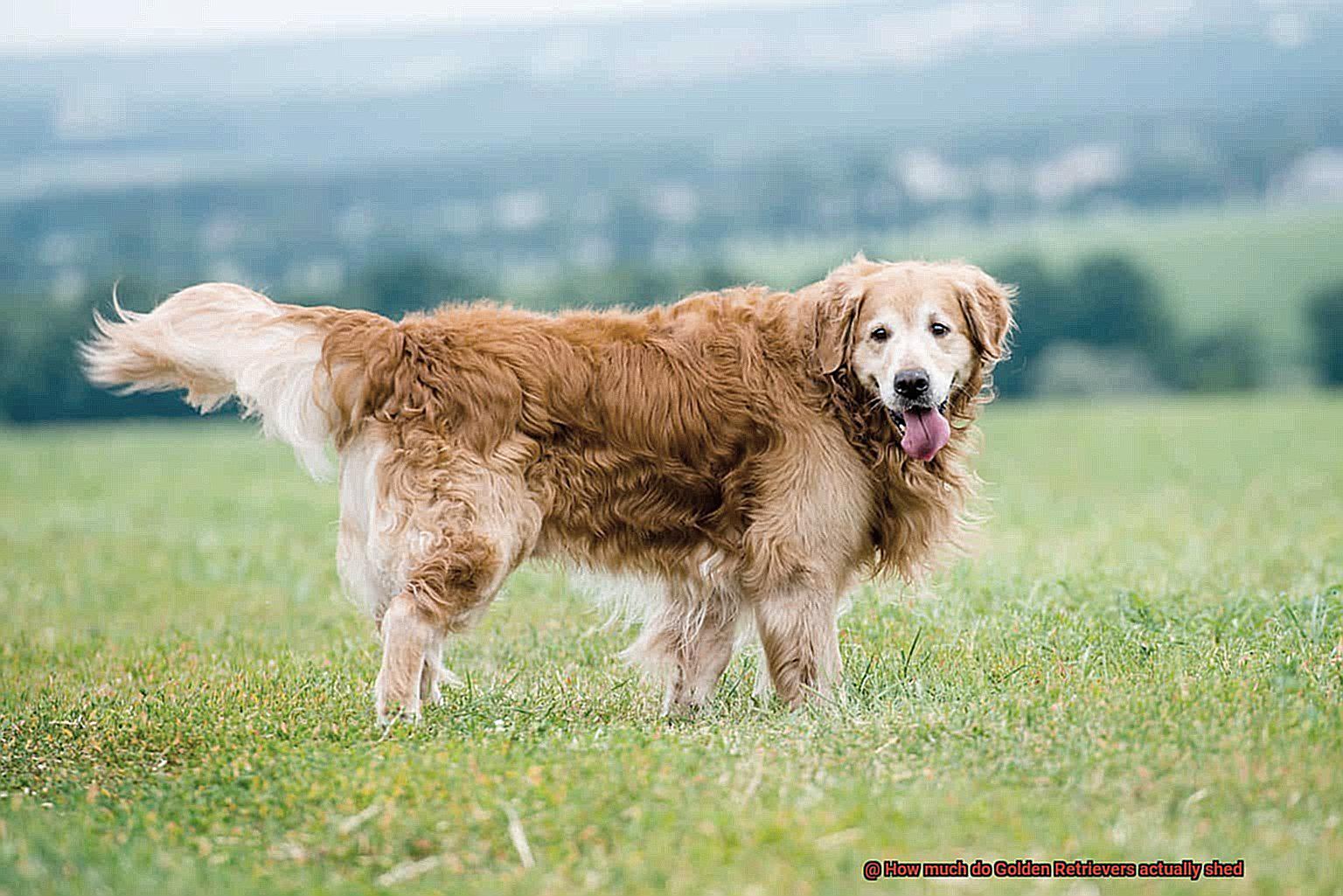 How much do Golden Retrievers actually shed-5