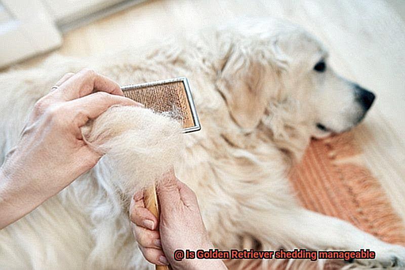 Is Golden Retriever shedding manageable-5