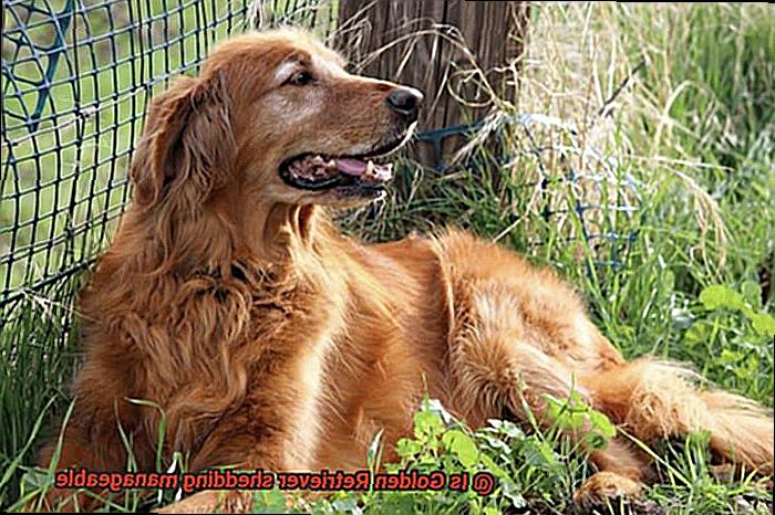 Is Golden Retriever shedding manageable-2