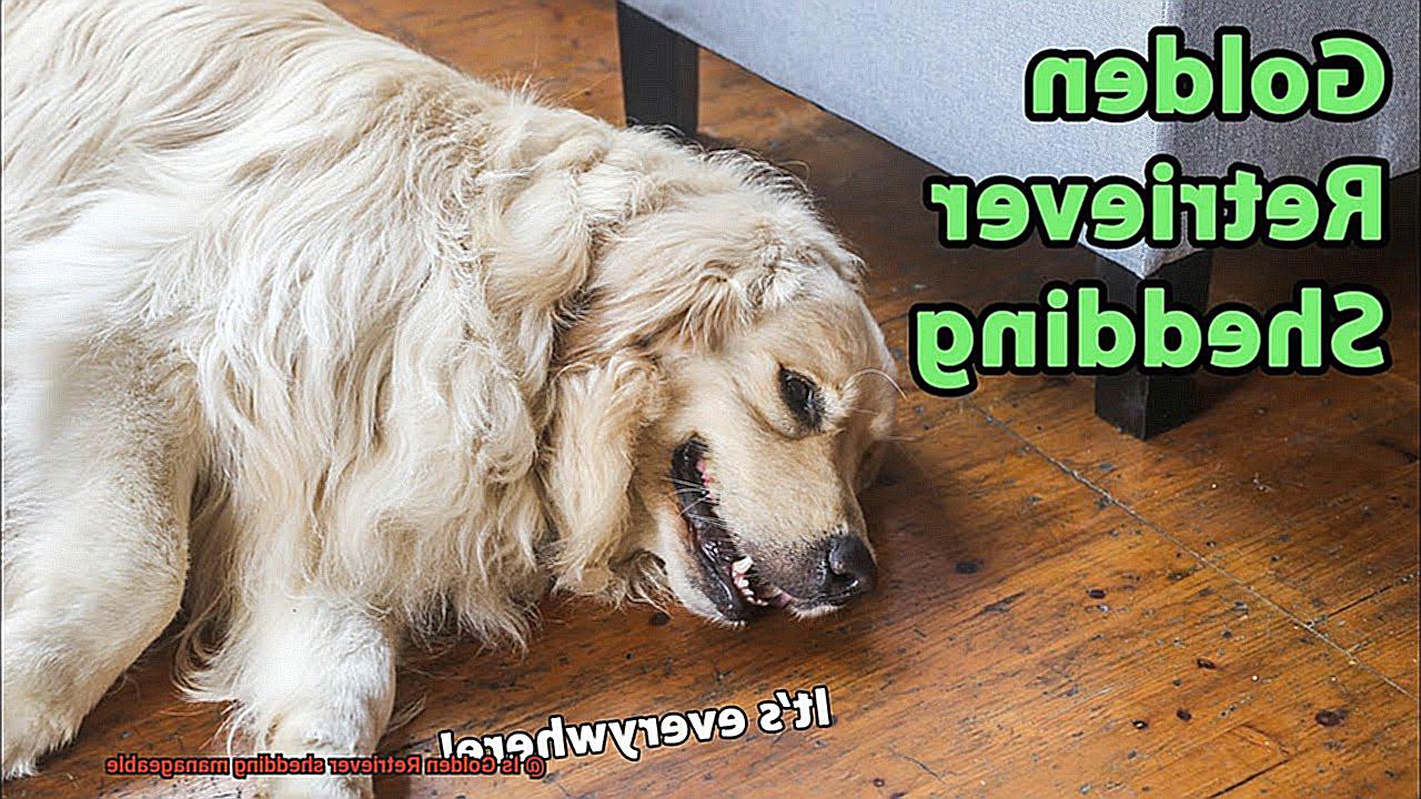 Is Golden Retriever shedding manageable-3