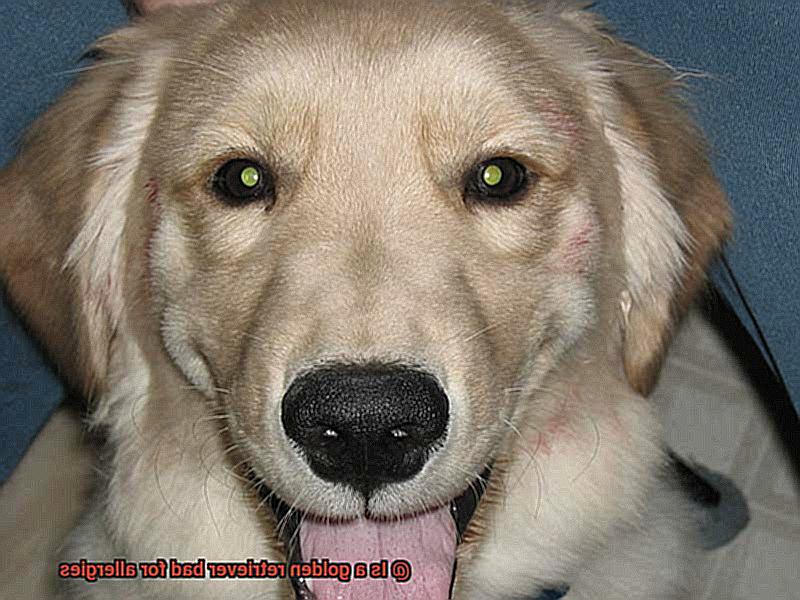 Is a golden retriever bad for allergies-3