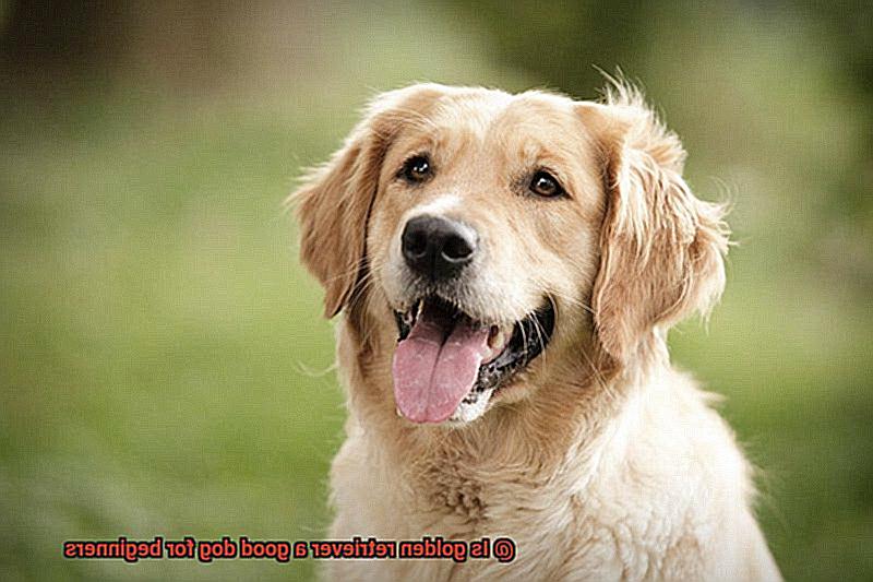 Is golden retriever a good dog for beginners-3