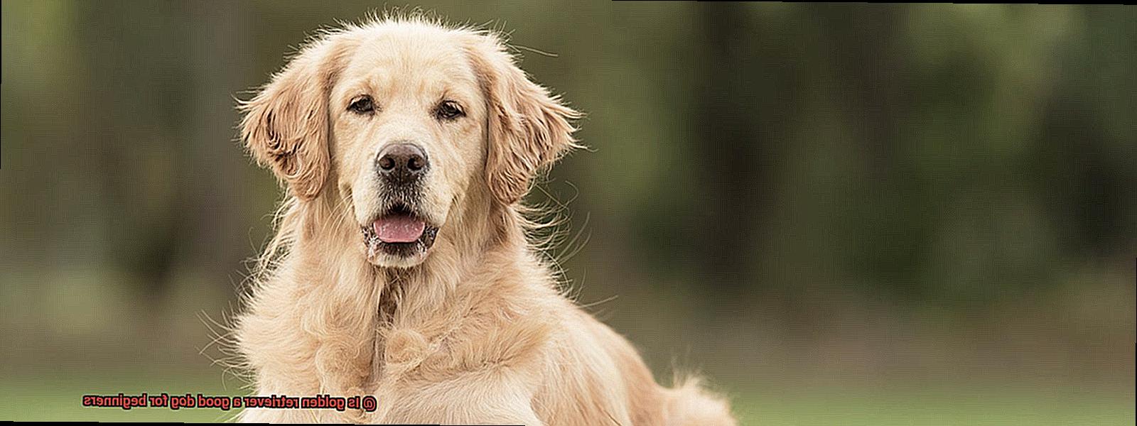 Is golden retriever a good dog for beginners-4