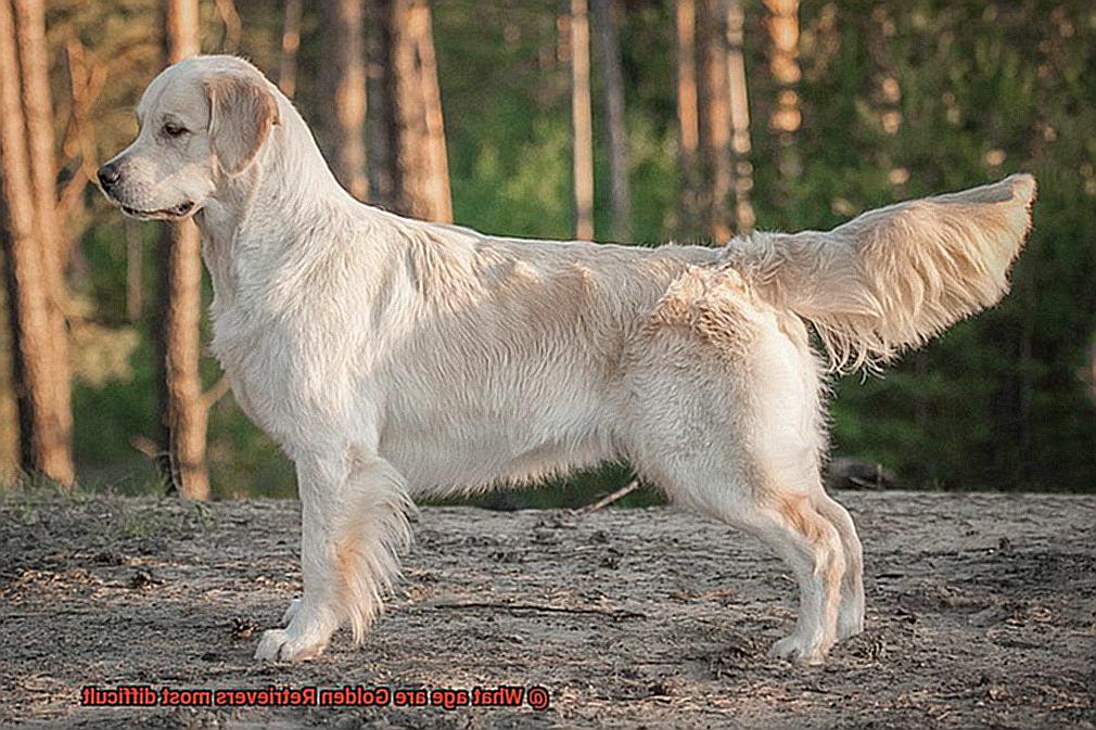 What age are Golden Retrievers most difficult-2