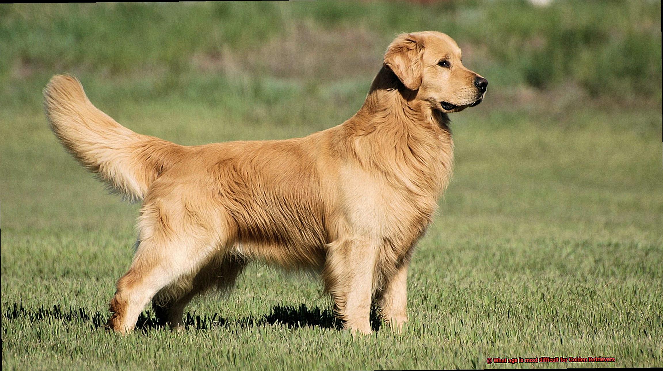 What age is most difficult for Golden Retrievers-3