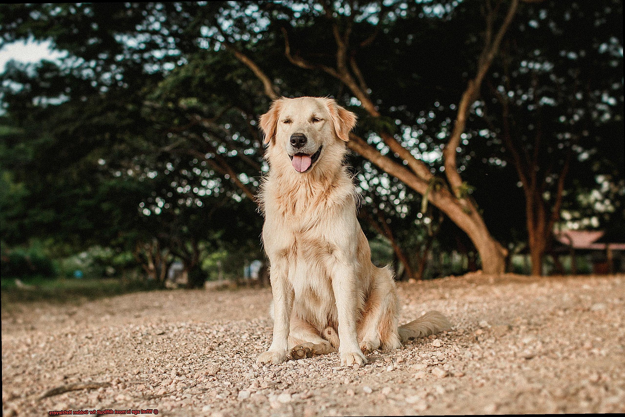 What age is most difficult for Golden Retrievers-2