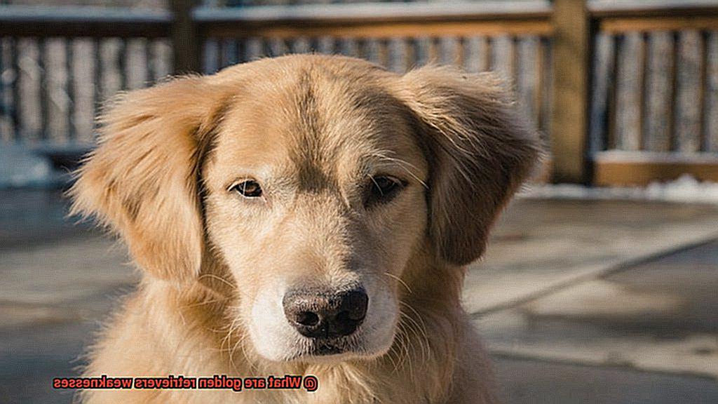 What are golden retrievers weaknesses-6