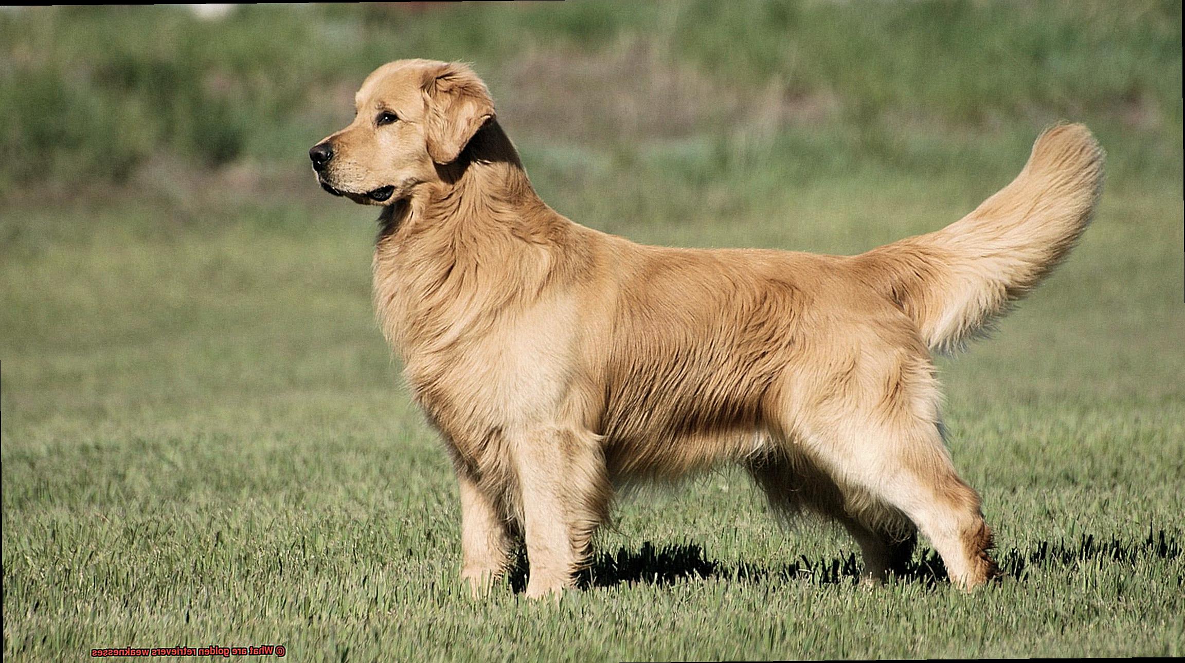 What are golden retrievers weaknesses-4