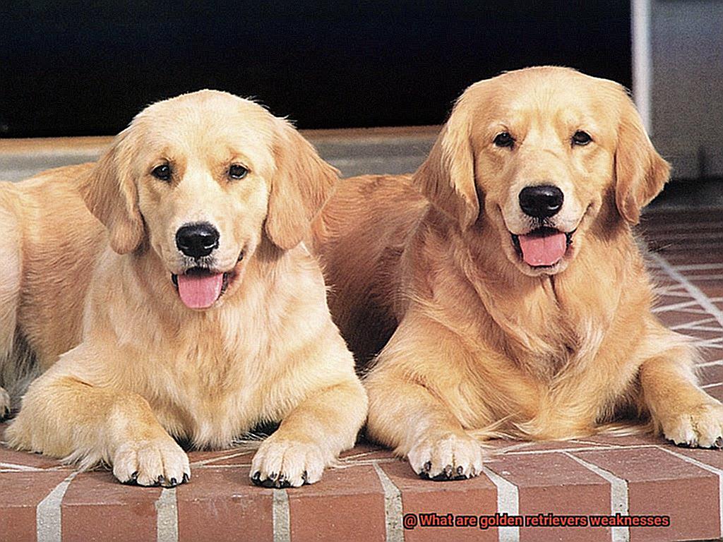 What are golden retrievers weaknesses-7