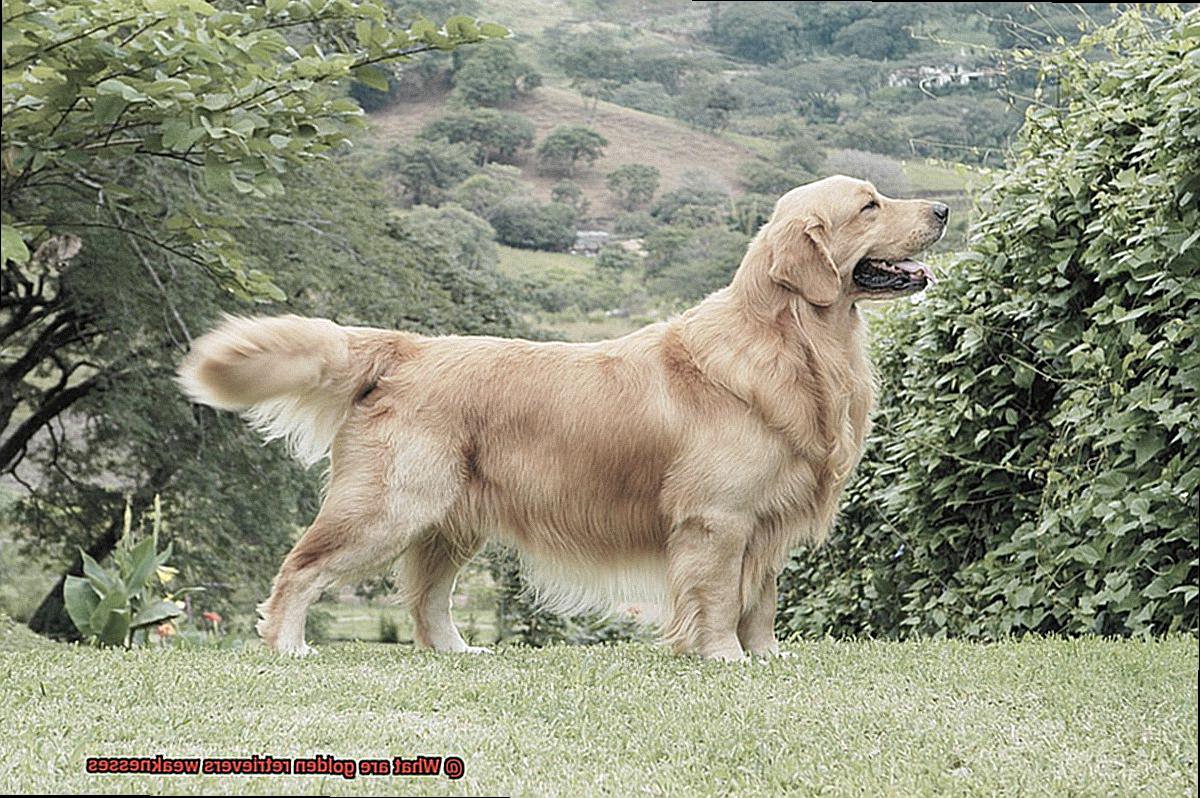 What are golden retrievers weaknesses-5
