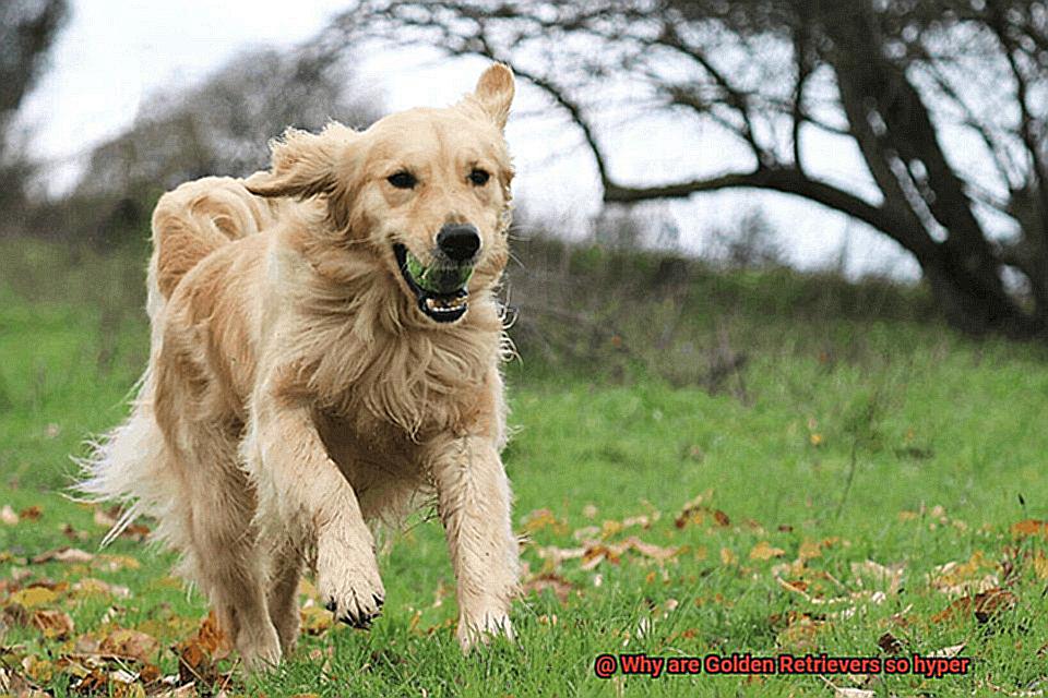 Why are Golden Retrievers so hyper-2
