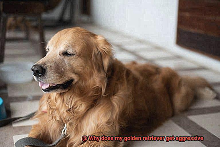 Why does my golden retriever get aggressive-2