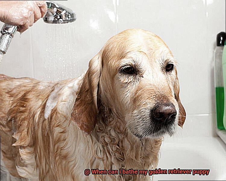 When can i bathe my golden retriever puppy-2