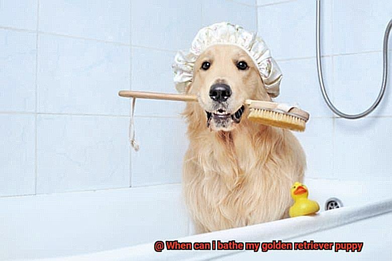 When can i bathe my golden retriever puppy-6