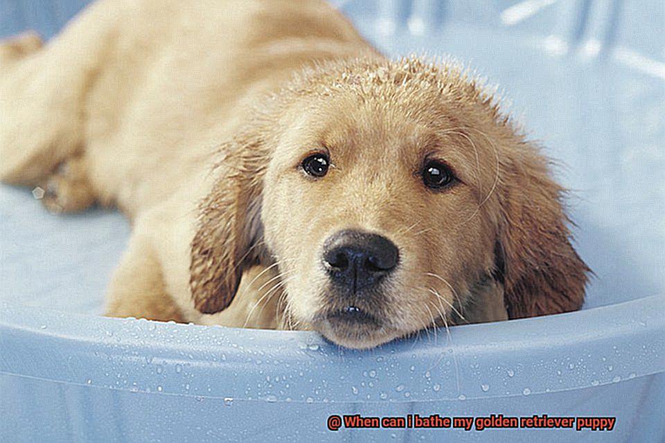 When can i bathe my golden retriever puppy-3