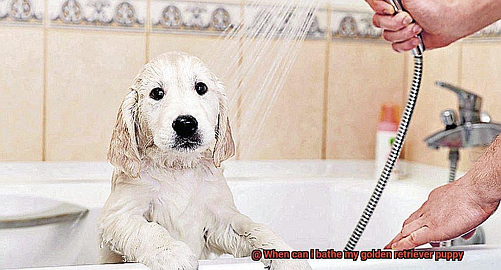 When can i bathe my golden retriever puppy-4