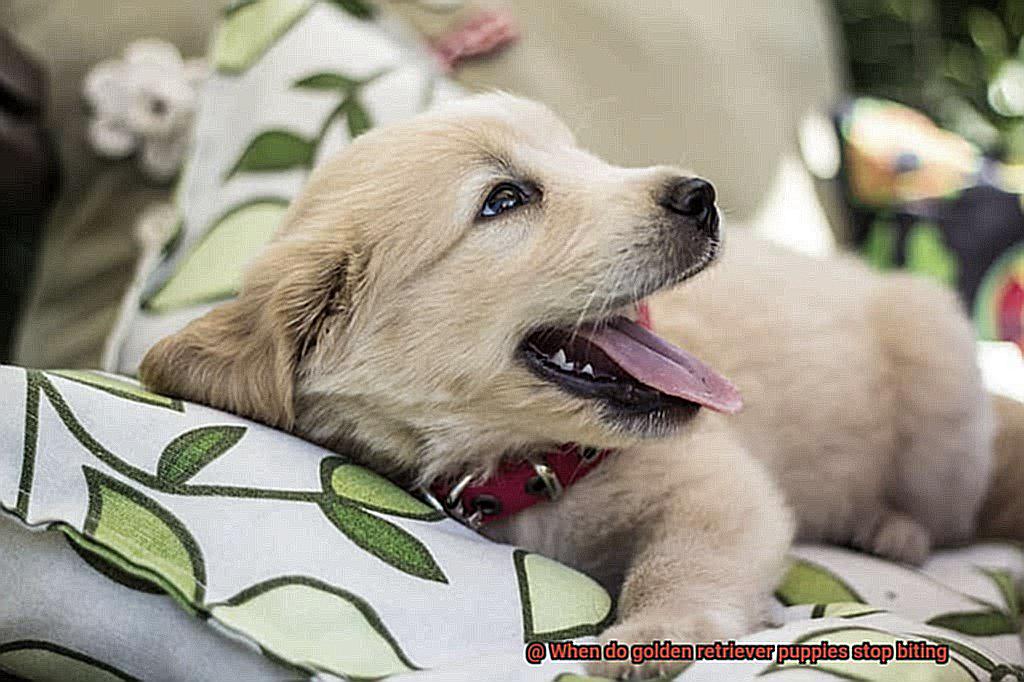 When do golden retriever puppies stop biting-2