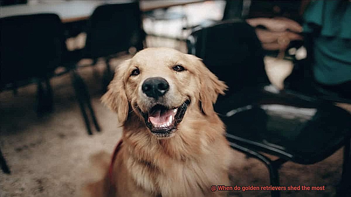 When do golden retrievers shed the most-3