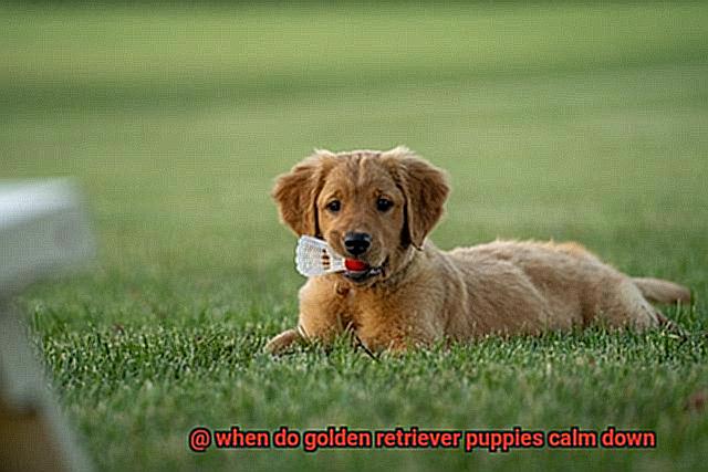 when do golden retriever puppies calm down-3
