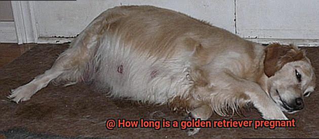 How long is a golden retriever pregnant-2