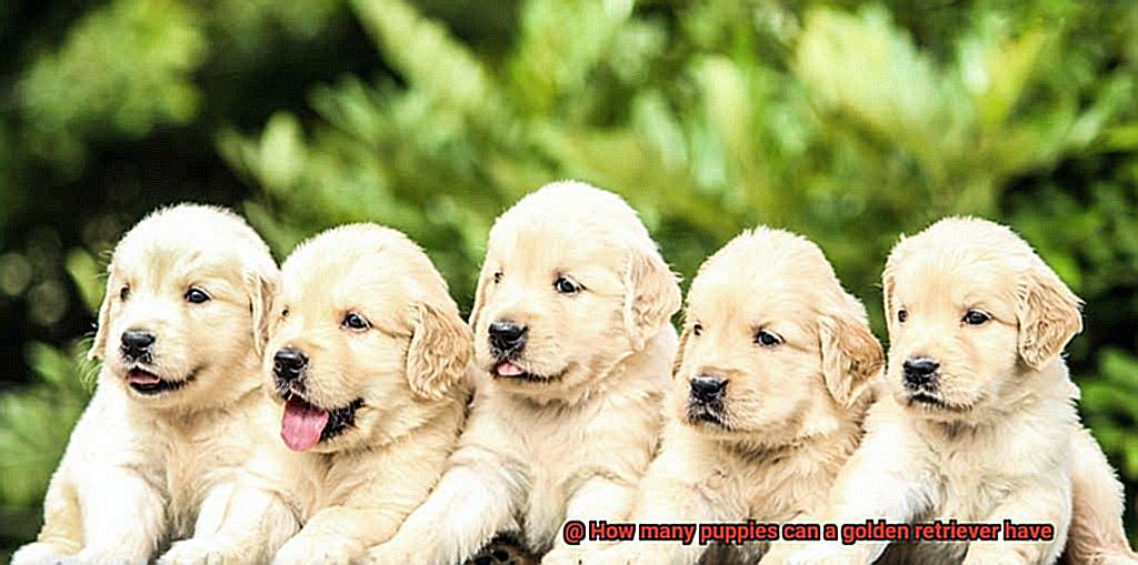 How many puppies can a golden retriever have-2