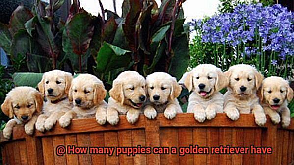 How many puppies can a golden retriever have-3