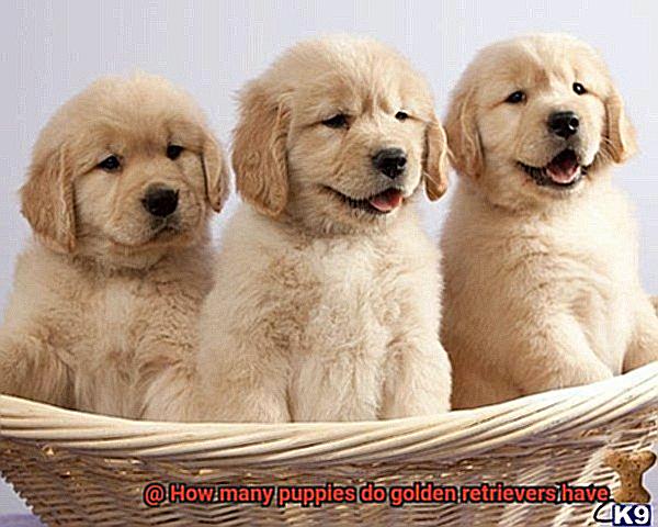 How many puppies do golden retrievers have-2