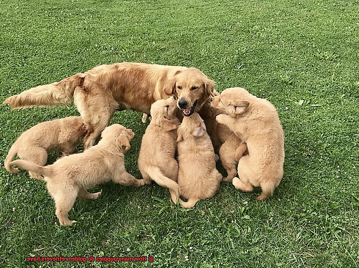How many puppies do golden retrievers have-4