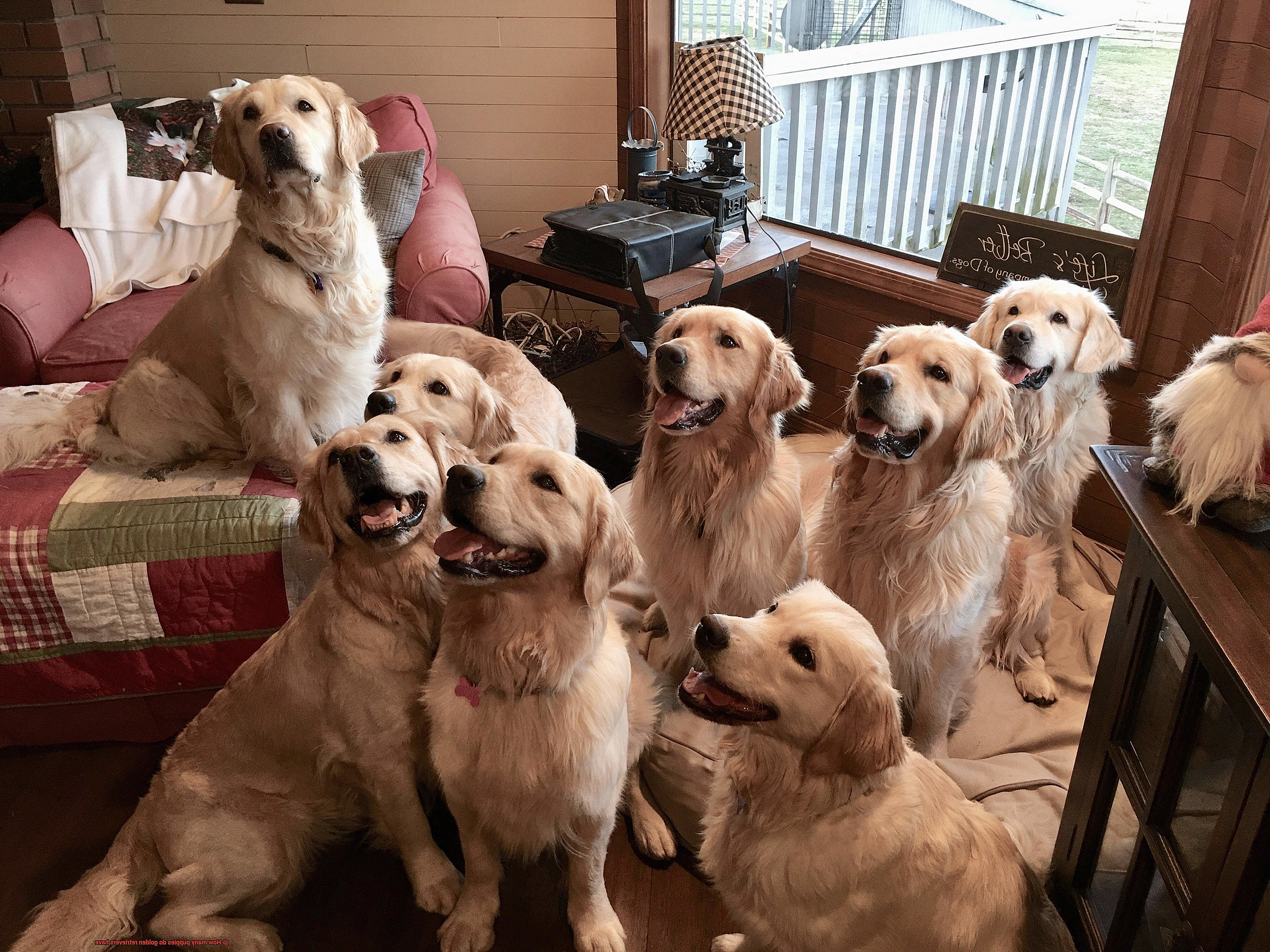 How many puppies do golden retrievers have-3