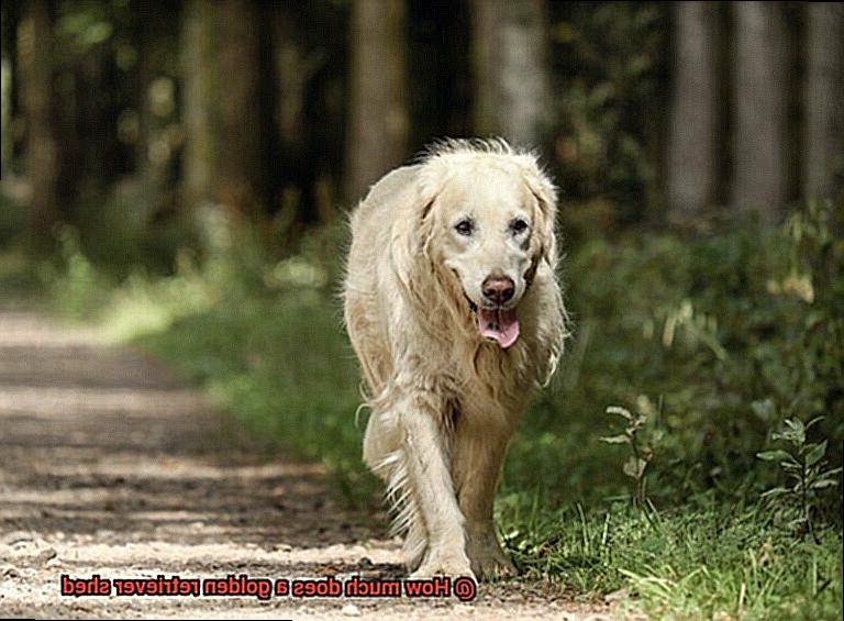 How much does a golden retriever shed-4