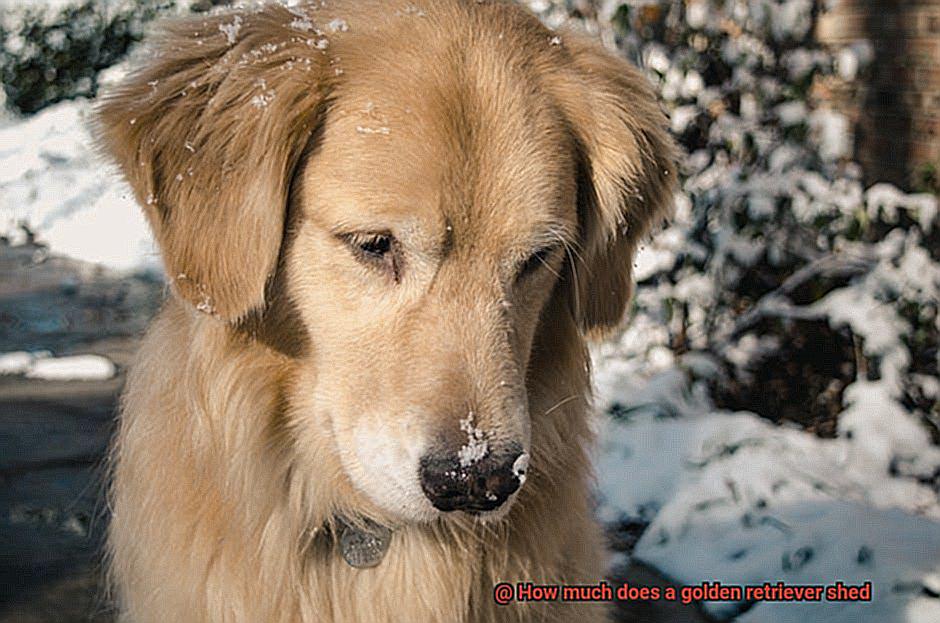 How much does a golden retriever shed-2