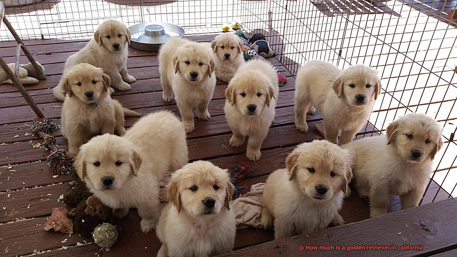 How much is a golden retriever in california-6