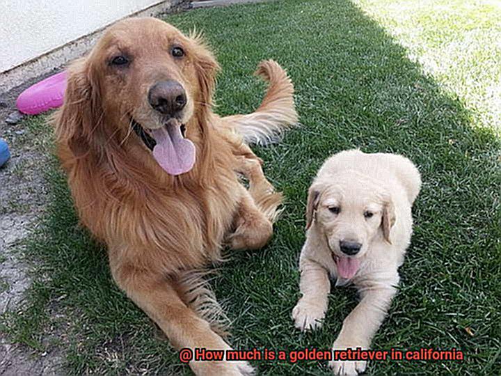 How much is a golden retriever in california-4