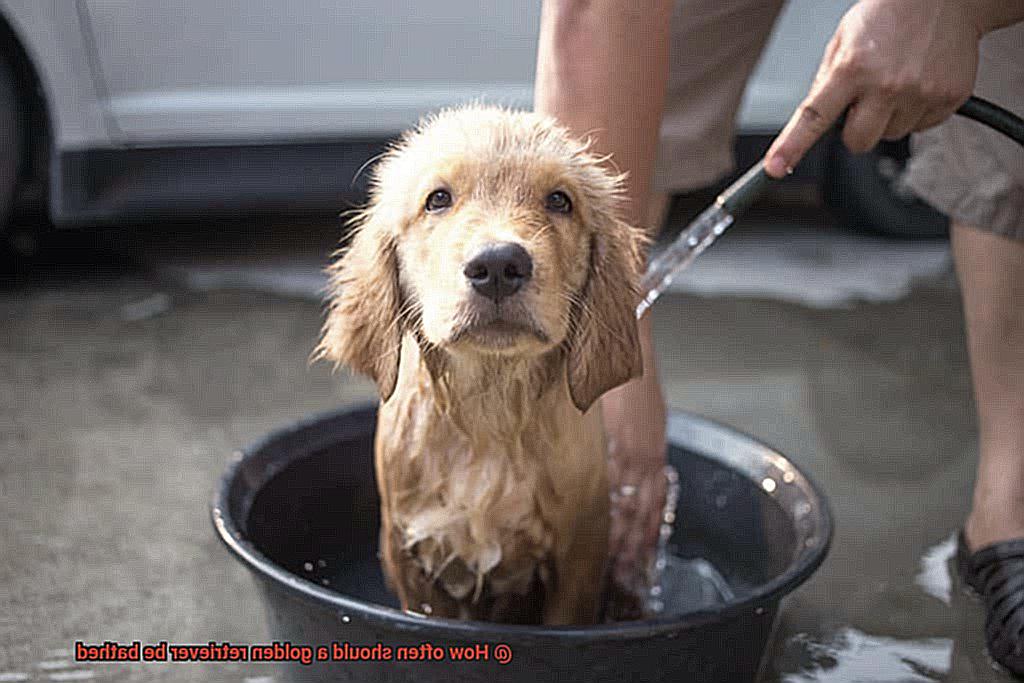 How often should a golden retriever be bathed-2