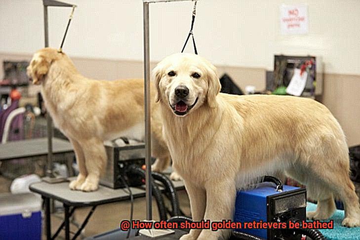 How often should golden retrievers be bathed-4