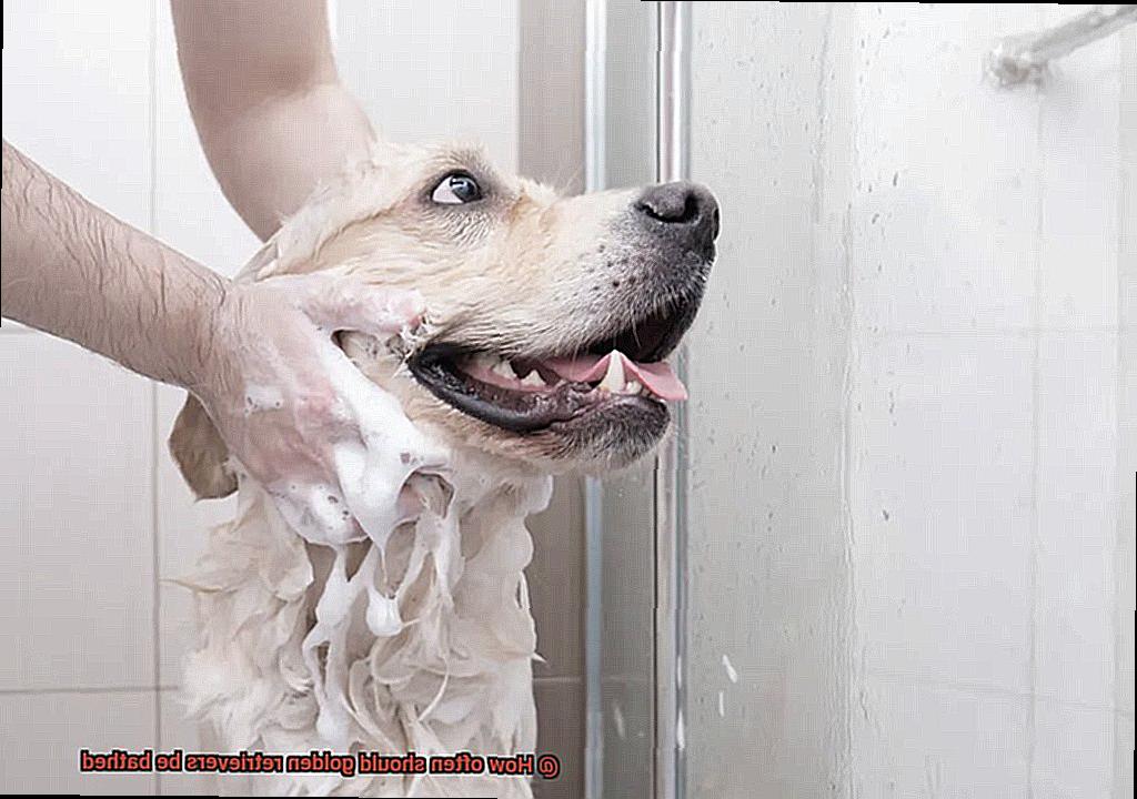 How often should golden retrievers be bathed-5