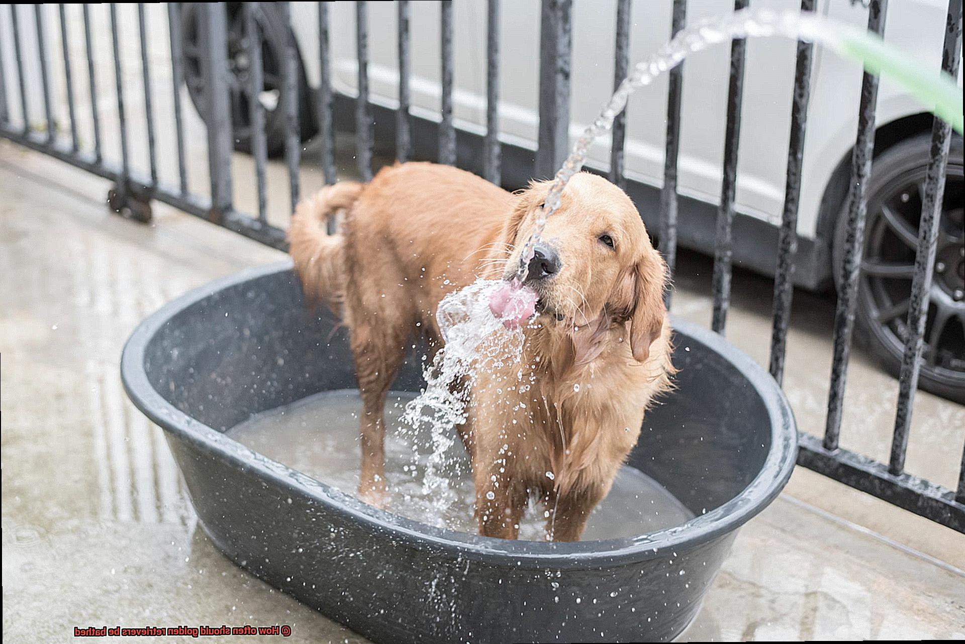 How often should golden retrievers be bathed-3