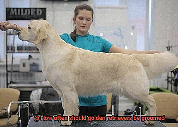 How often should golden retrievers be groomed-2