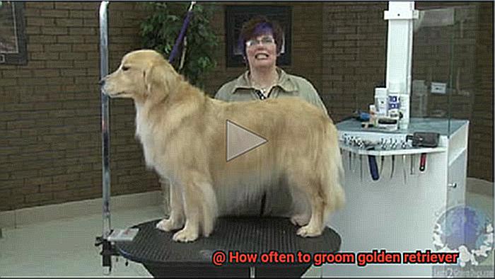 How often to groom golden retriever-2