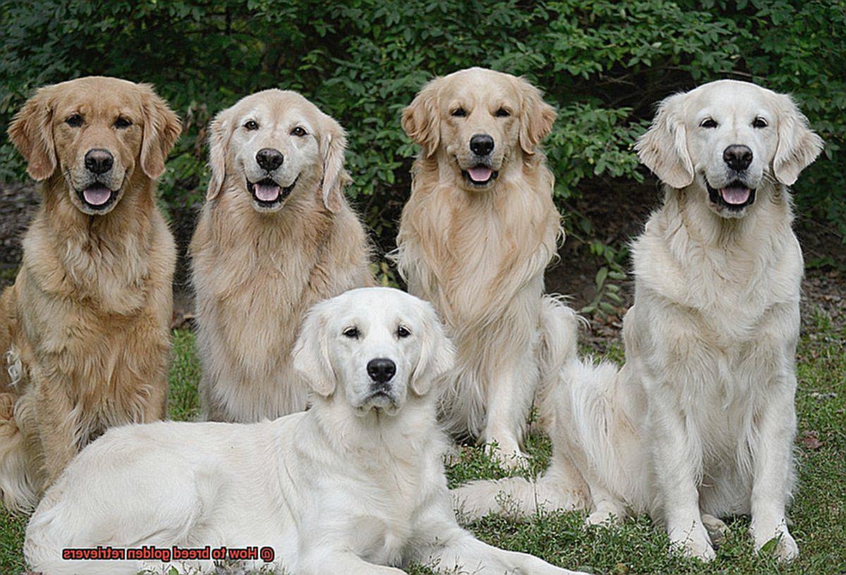 How to breed golden retrievers-2